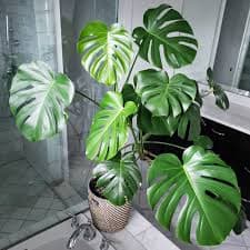 Monstera deliciosa