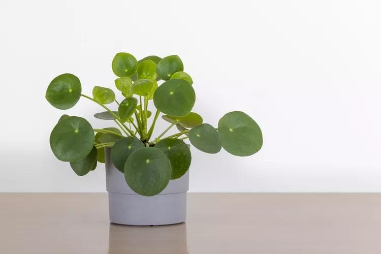 Pilea